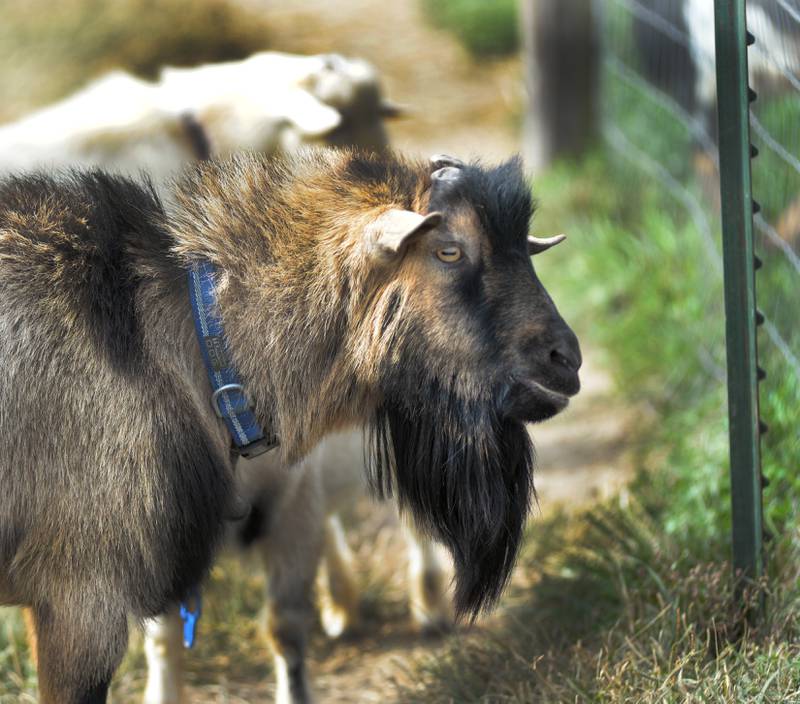 A male Nigerian dwarf dairy goat looks at visitors to Ponto Ranch during the Ogle County Farm Stroll on Sunday, Oct. 12, 2025. Ponto Ranch is located on Blind Road, northeast of Chana and owned and operated by Tim and Dede Ponto.