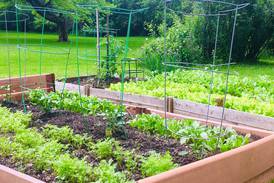 St. Charles Public Library to offer gardening help in June
