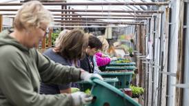 Photos: Petunia time is blooming
