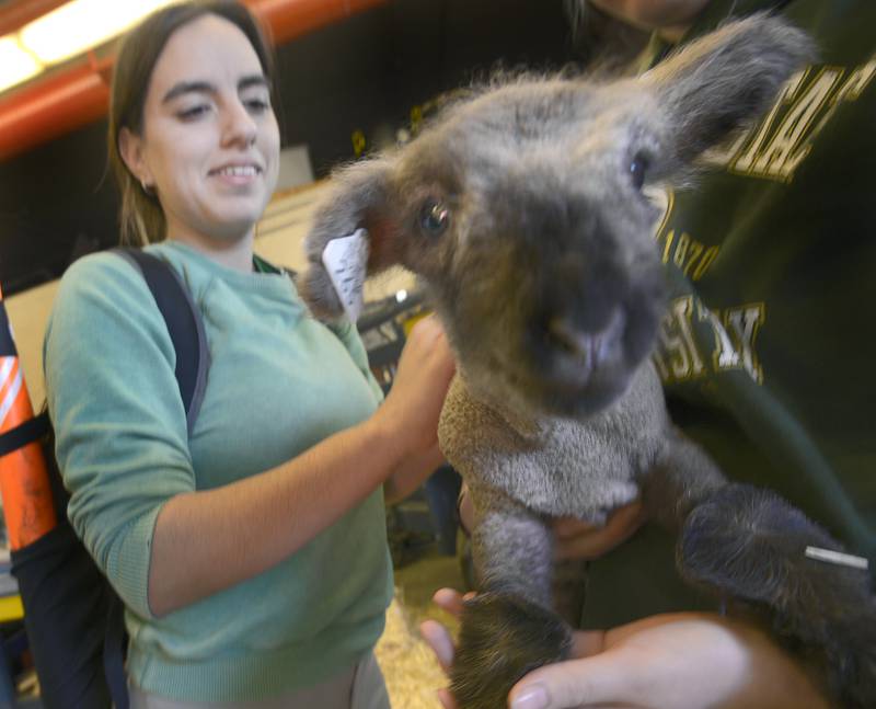 Isabel Gutierrez pets a little lamb during the Farm Fair organized by the Streator High School FFA Monday at the high school AG Shop.