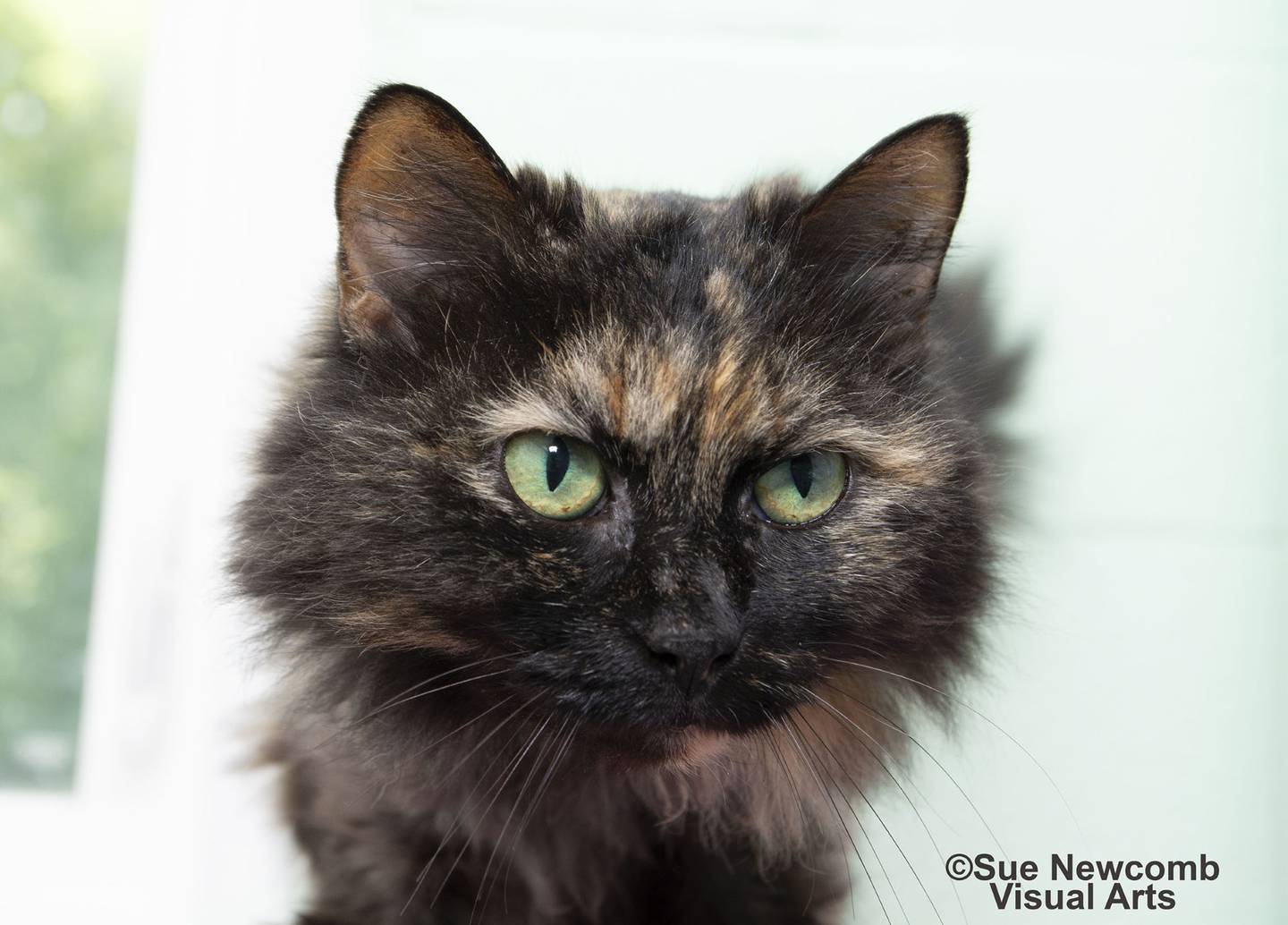 Annette is a 10-year-old long hair tortoiseshell cat who needs a cozy home. She loves affection and will rub all over people. She needs to be the only cat in the home. Contact the Will County Humane Society at willcountyhumane.com and follow the instructions for the adoption process.