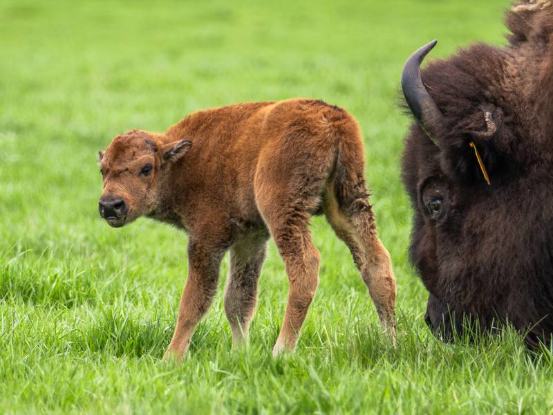 Two bison born at Fermilab, the first of many expected this summer