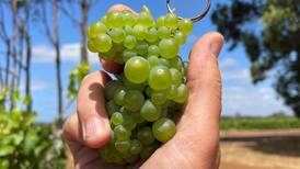 Aromatic white wines perfect fit for summer