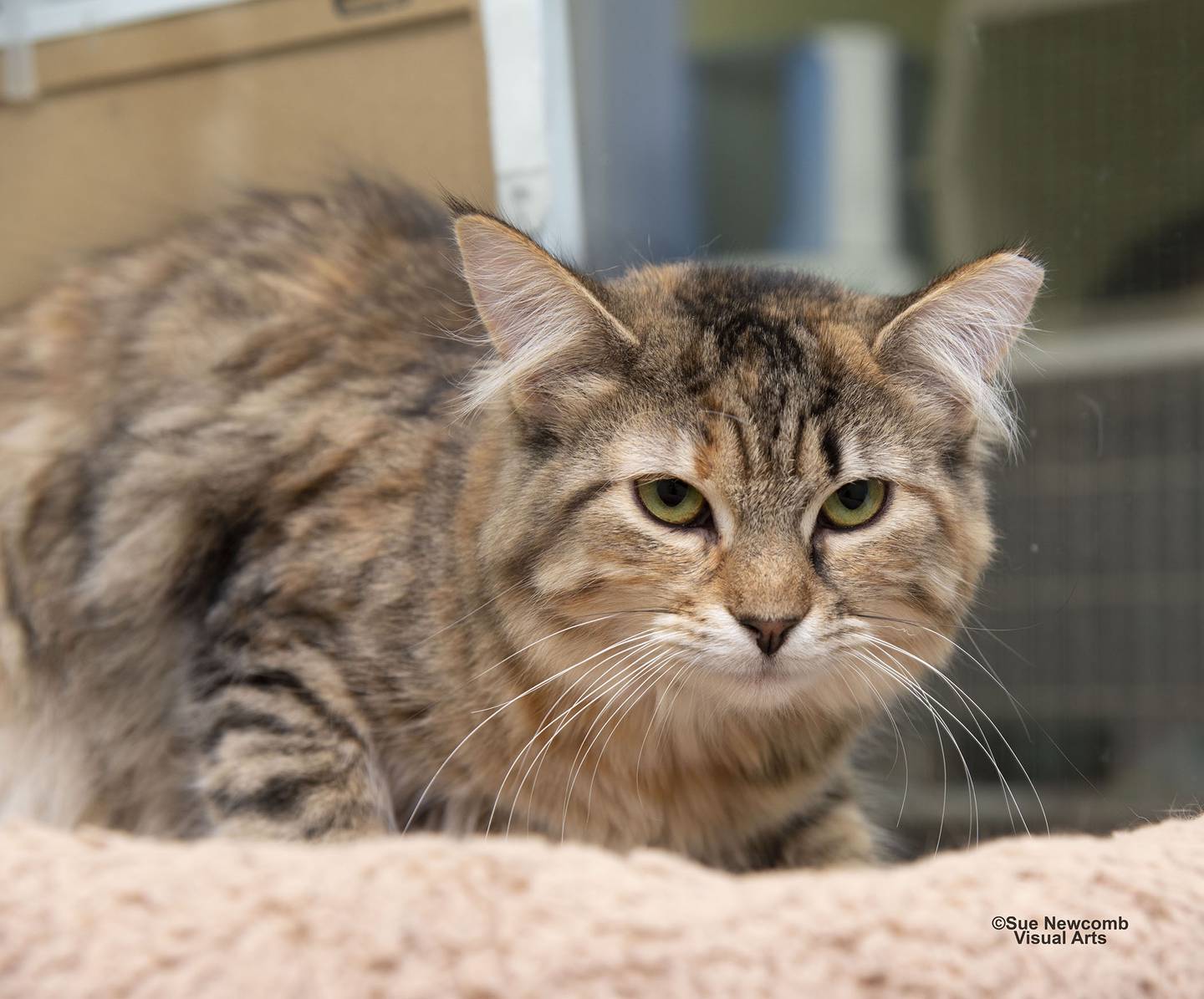 Elfie is a beautiful female tabico (tabby/calico) who needs some adjustment time and more socialization. She trusts some staff members enough to get pets from them. Elfie also does well with other cats and seems to be comforted by their company. Contact the Will County Humane Society at willcountyhumane.com and follow the instructions for the adoption process.