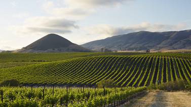 Uncorked: California’s Cadre Wines produces white wines of distinction