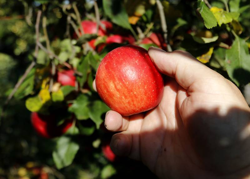 An apple is picked on Thursday, Oct. 10, 2024, at the Royal Oak Farm Apple Orchard in Harvard.