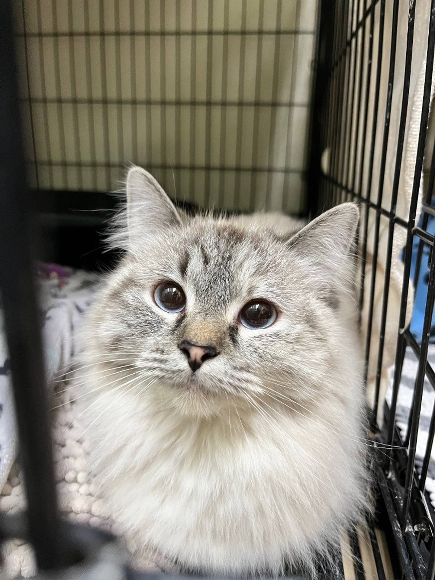 Zelda is a sweet 10-month-old long-haired Lynx Point colored cat. Zelda is curious and enjoys attention and playing with toys. She’s done well with other cats so far. Contact the Will County Humane Society at willcountyhumane.com and follow the instructions for the adoption process.