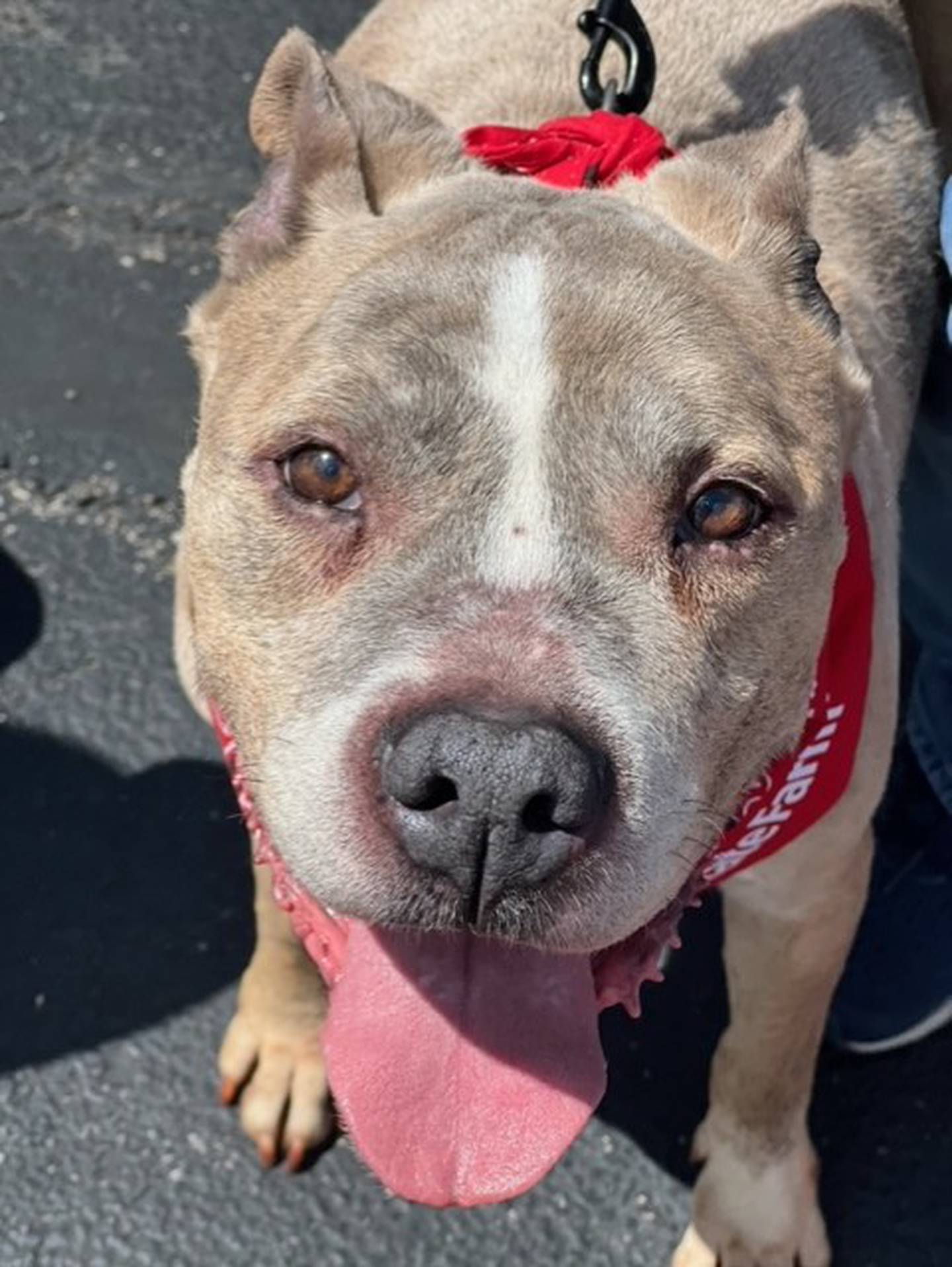 Twelve-year-old George is well-behaved and only needs a bone to chew on and a nice warm bed to be content. He gets along with other dogs and doesn’t mind cats as long as they’re friendly. George is housebroken and crate-trained. To meet George, visit ForgetMeNotRescue.com/adoptables.
