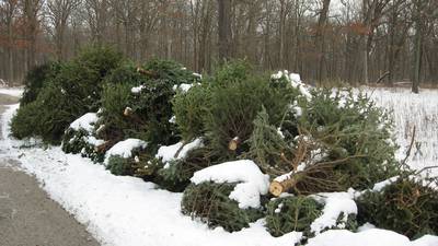 Turn your holiday tree into trails