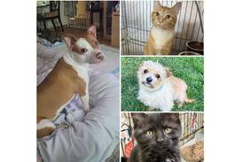 Will County Pets of the Week: June 30, 2025