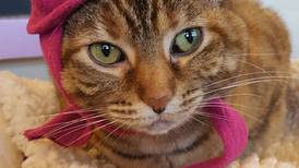 Talkative older cat enjoys attention,  playing with toys