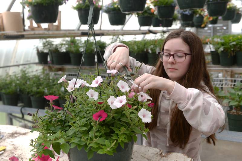 Erica Tryggestad trims one of the hanging flower baskets for sale at the Forreston FFA Greenhouse on Saturday, April 27, 2024. The greenhouse is open on select days with many plants for sale.