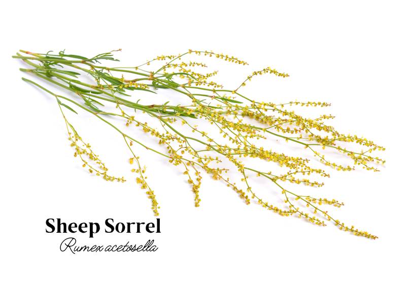 Herbal Oracle - Understanding Sheep Sorrel: Uses and Benefits