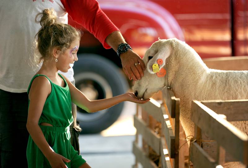 Six-year-old Layla Cosentino of Plano pets a sheep during the Kendall County Fair in Yorkville on Thursday, Aug. 3, 2023.