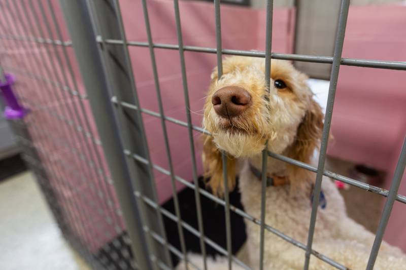 (Dog) Lexi sits in kennel on Friday, June 27, 2025 at Loch Countryside Kennel in Peru.