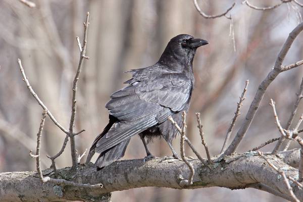 Learn about crows, owls and fall animal habitats at Will County forest preserve programs 