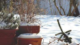 How gardeners can nurture their outdoor potted plants through winter
