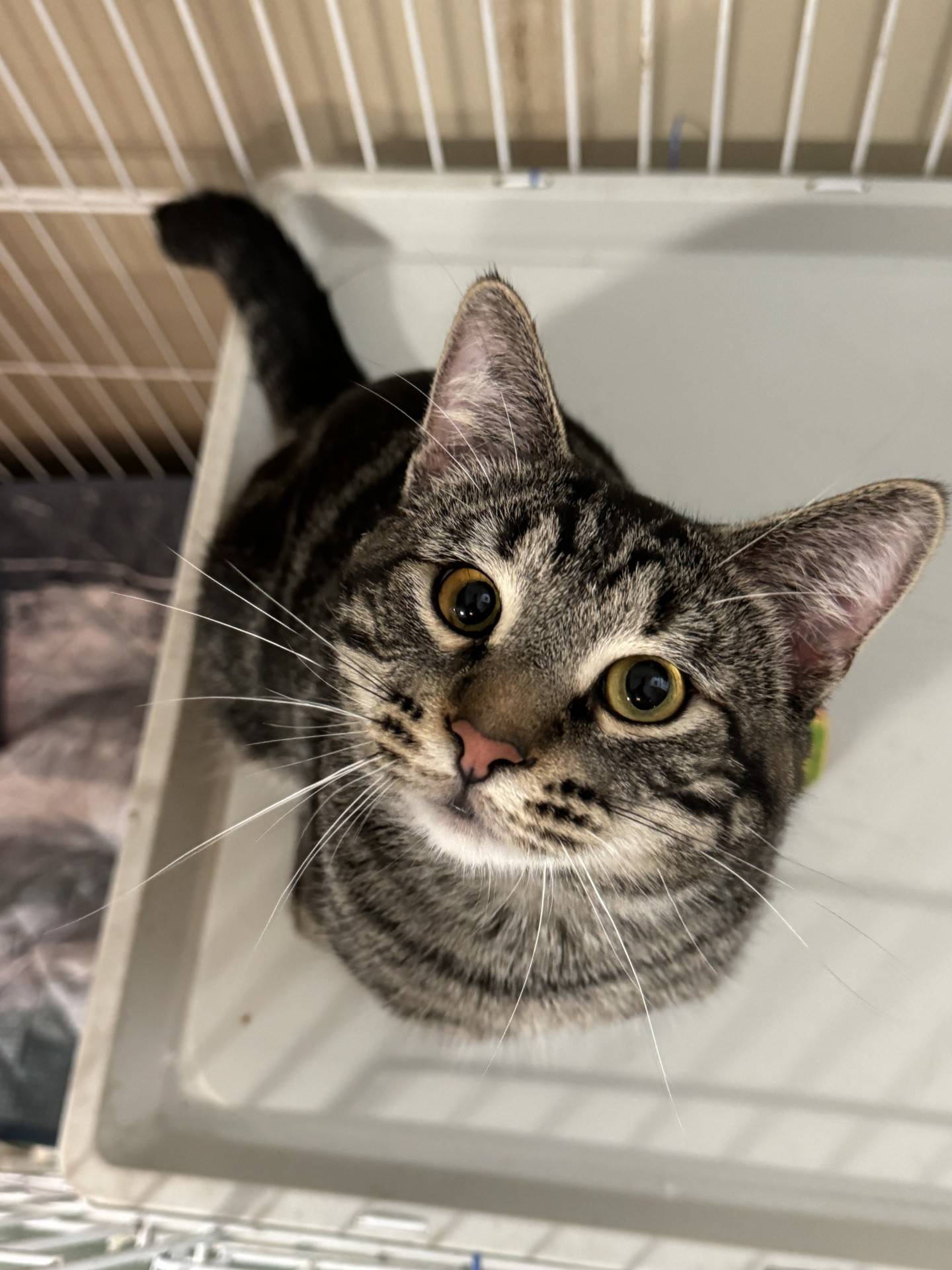 Carson is a sweet 1-year-old tabby. He is very outgoing, friendly, curious and confident. Carson loves pets and attention, and he enjoys sitting in laps and cuddling. He is playful, active and athletic. Carson is a great well-rounded cat that will bring a lot of love and fun to a home. To meet Carson, email  Catadoptions@nawsus.org. Visit nawsus.org.