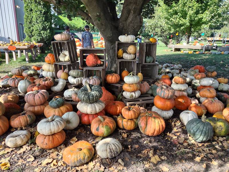 Wander Woman: Looking for pumpkins? Check out these 6 Illinois Valley farms and stands