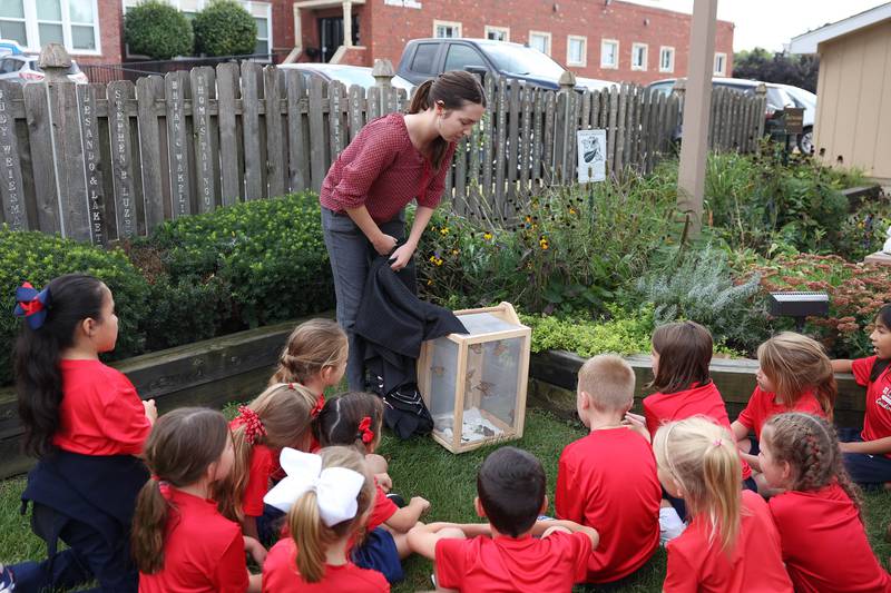 Brianna Gehant, a 1st grade teacher at St. Dennis School, removes a cover of the Monarch Butterfly cage as the 1st and 2nd graders watch. Tuesday, Sept. 13, 2022, in Lockport.