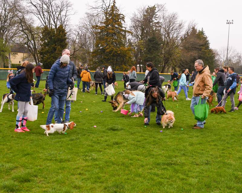 Community dogs and their owners partake in a doggy Easter egg hunt on Saturday April19, 2025, held at Berens Park in Elmhurst.
