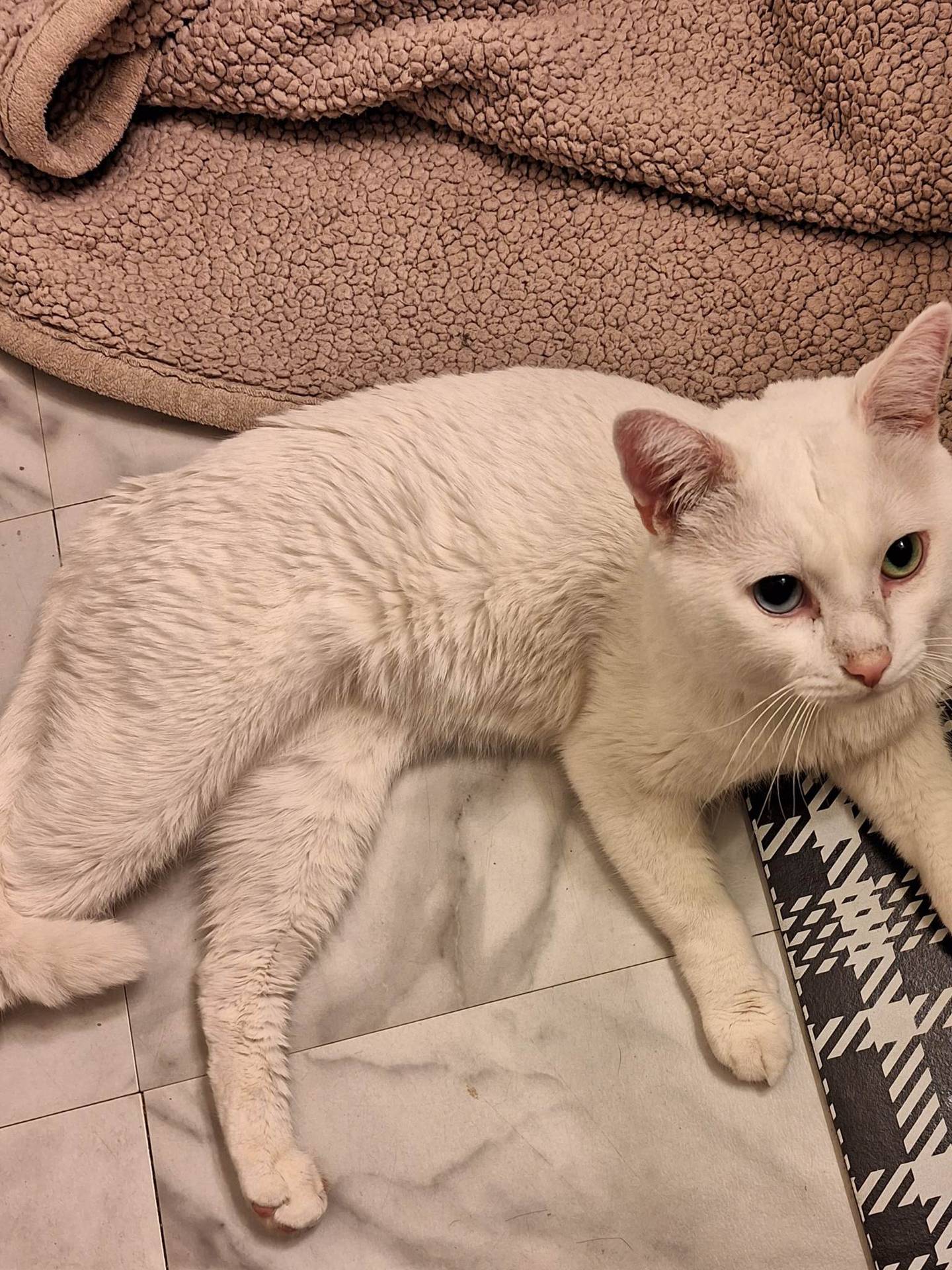 David and Jamie Harris of Plainfield took in a stray white cat who needed medical help. The children Lila, 8, (right) and Killian, 6, (left) held a lemonade stand on Memorial Day and raised $200 toward Boo's care.