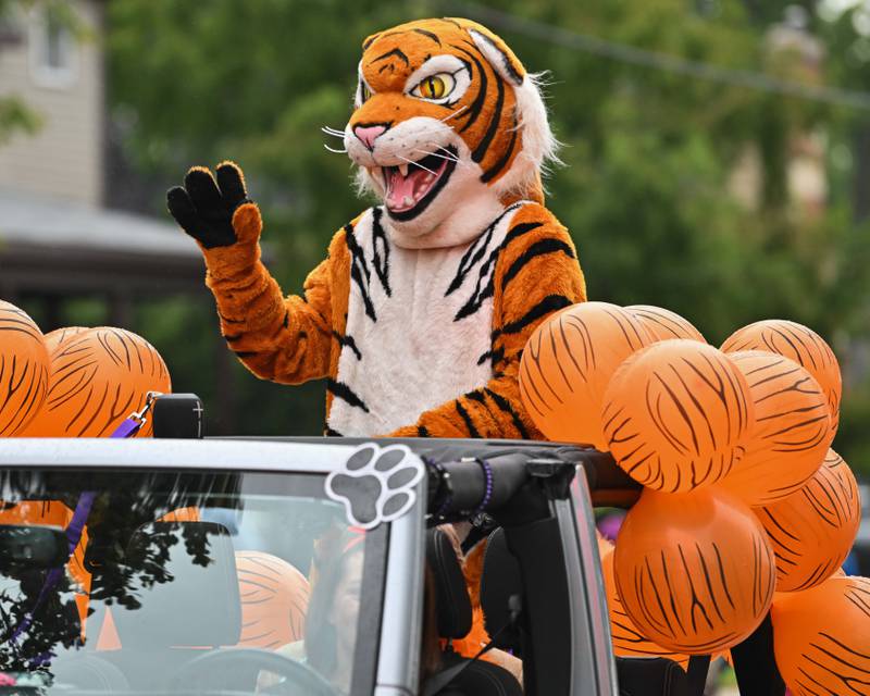Crystal Lake Central High School mascot "Tiger" seen kicking off the procession of the school's 100 year anniversary homecoming day parade on Saturday, Sep. 16, 2023 in Crystal Lake. The parade began at the high school and made its way through downtown Crystal Lake.