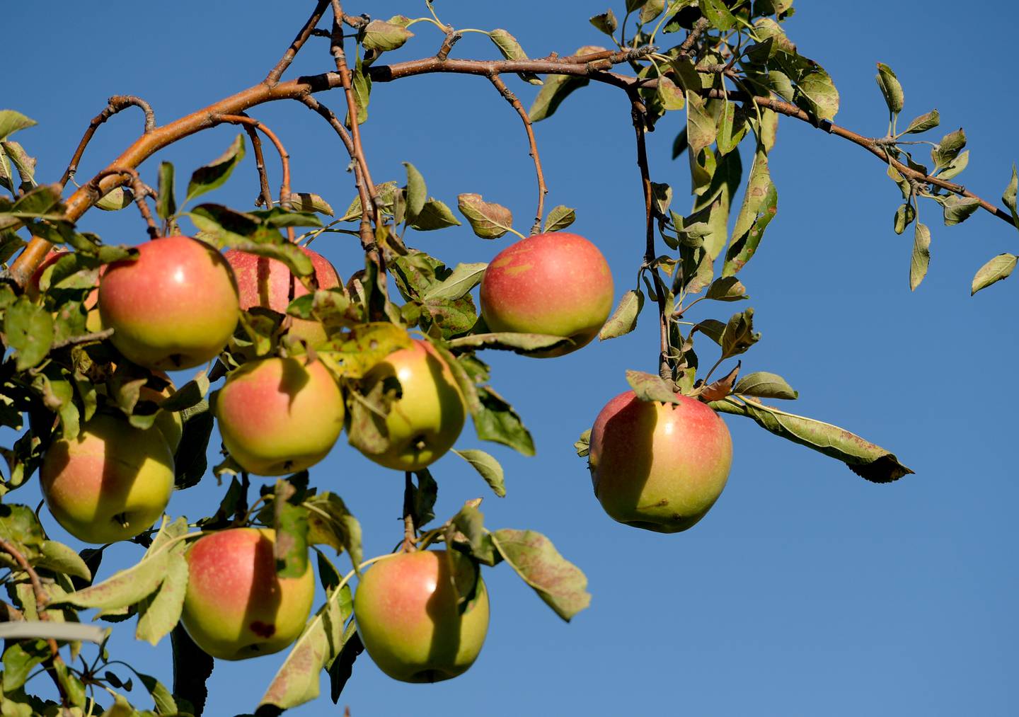 Sun Crisp apples ready for the picking at the Jonamac Orchard in Malta on Wednesday, Sept. 28, 2022.