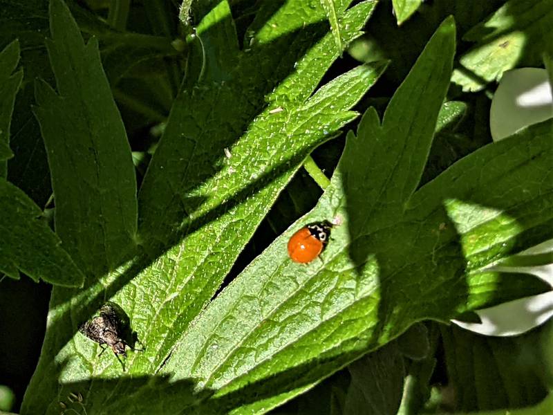 Measuring right around 4 mm, or just over 1/8 inch in length, the polished or "spotless" lady beetle is one of our area’s native ladybug species.