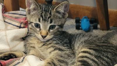 Will County Pets of the Week: Sept. 15, 2025