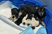 52 dogs rescued from Wauconda home; owner charged with animal cruelty