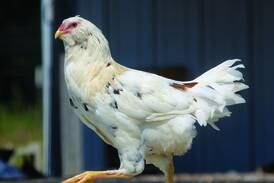 Special meeting on proposed chicken ordinance set for June 26