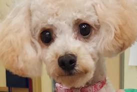 Young poodle ready to explore world with forever family