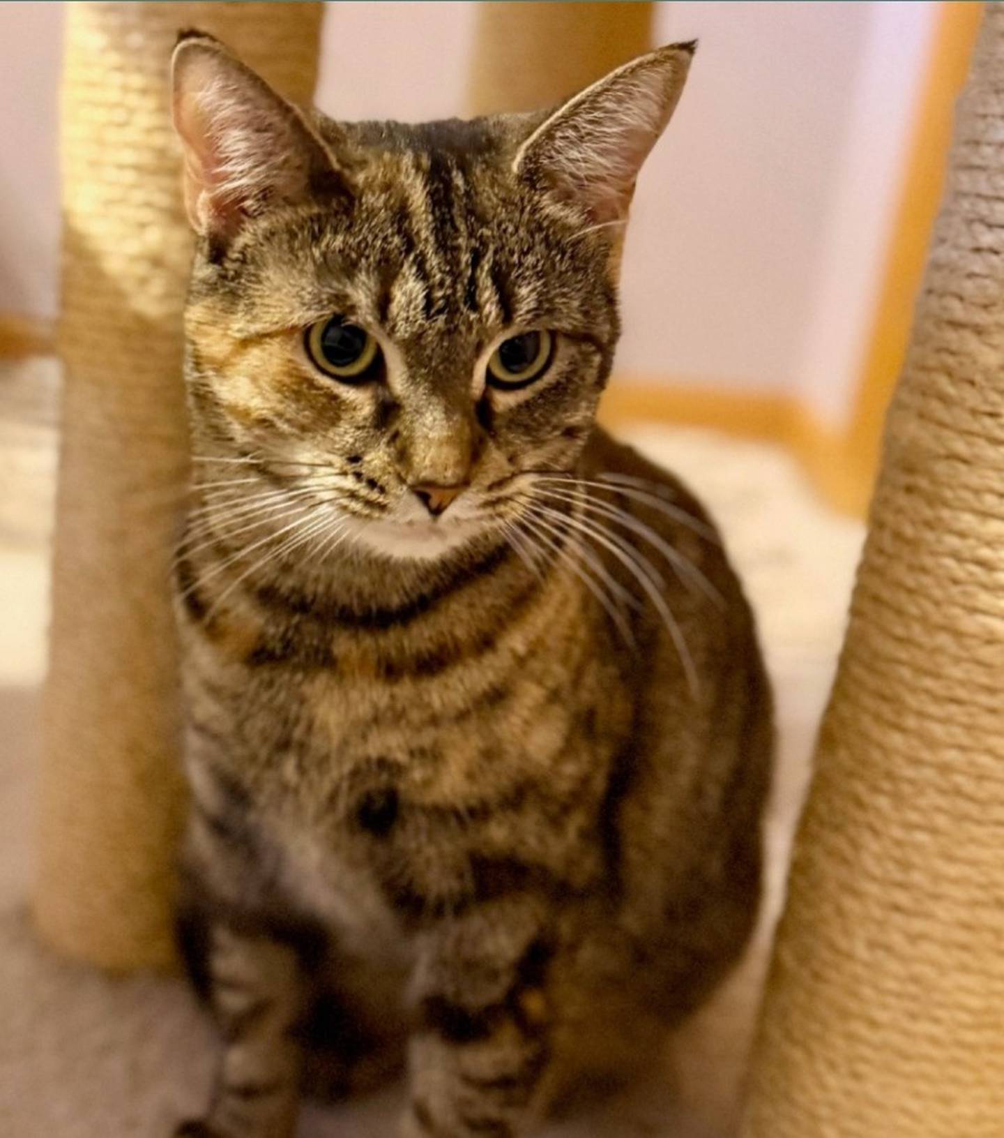 Honey is gentle, calm, affectionate and always happy to receive pets and treats – two of her favorite things. Honey enjoys spending time with people and gets along wonderfully with other cats. She loves watching the world from a sunny window. Honey will make a mellow, loving companion. To meet Honey, visit thekittysquad.com/adoptables.