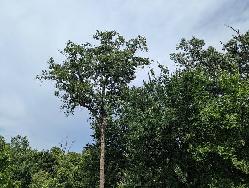Much of Will County didn’t see the predicted thunderstorms on Wednesday, Aug. 3, 2022. But parts of New Lenox and Homer Glen had storms with damaging winds. Pictured is the sky on the West side of Joliet on Wednesday afternoon.