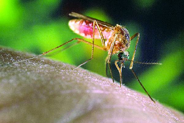 Kane Health Dept. urges care to avoid bug-borne illnesses