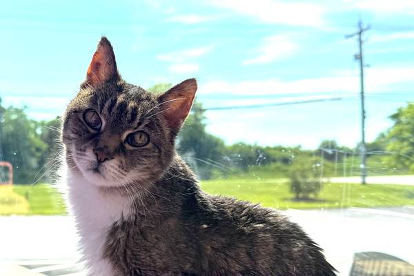 Older, loving cat ready to snuggle up with forever family