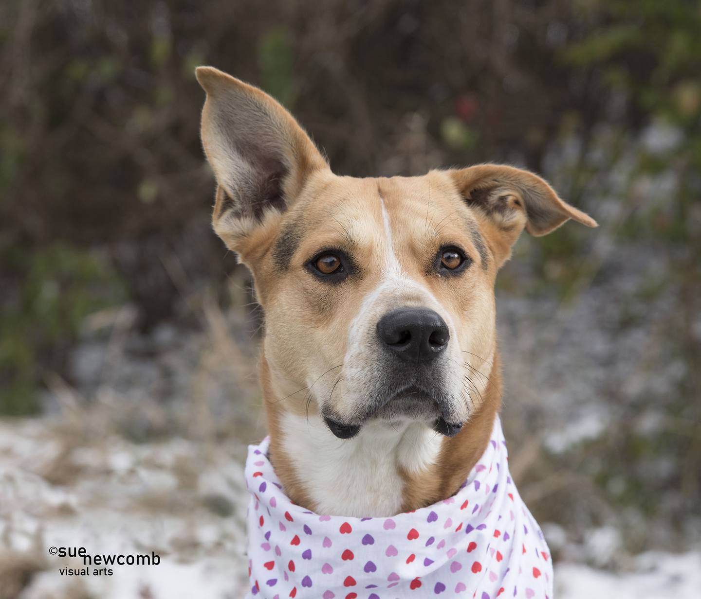 Dusty is a young shepherd mix. He is sweet, active, and needs an experienced dog owner who can provide the training he needs. Contact the Will County Humane Society at willcountyhumane.com and follow the instructions for the adoption process.