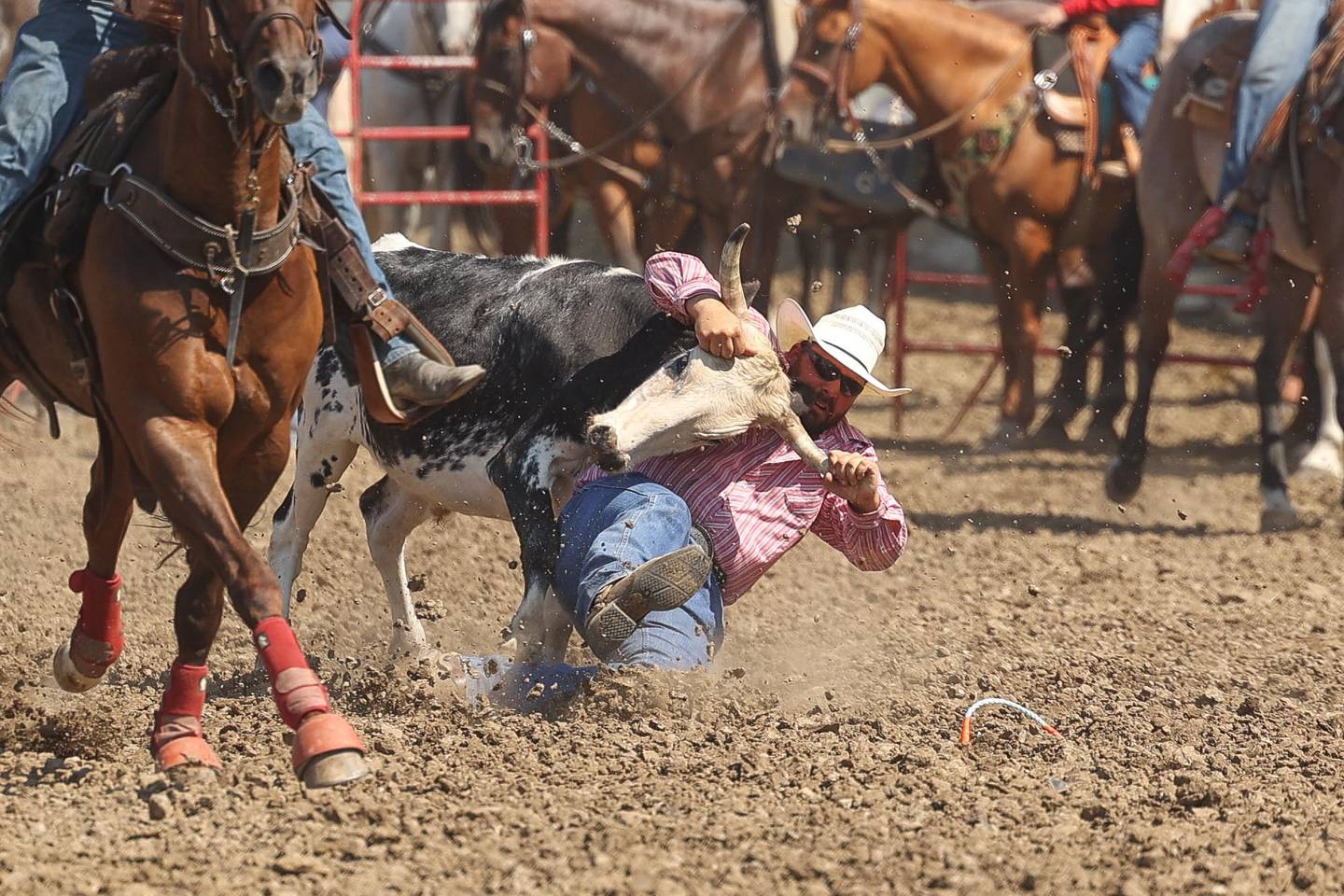 A rider brings down a steer in the Steer Wrestling competition at the I.P.R.A. World Championship Rodeo the at the Will County Fair on Sunday, August 25, 2024 in Peotone.