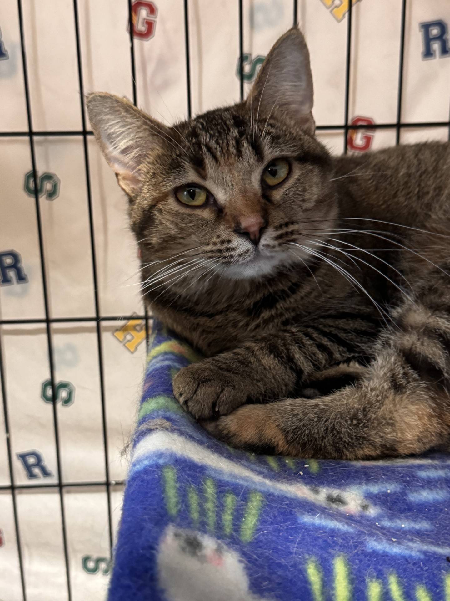 Hilaria is a 9-month-old female torbie kitten that was rescued in southern Illinois. Hilaria is friendly, sociable and confident. When visitors approach Hilaria’s kitty tower, she will jump up for pets and attention. When petted, Hilaria will make biscuits or roll over for belly rubs. Hilaria will make a sweet and loving companion. To meet Hilaria, email Catadoptions@nawus.org. Visit nawsus.org.