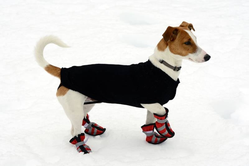Cedar Lane Kennels - Tips for Keeping Your Canine Companion Safe from the Bitter Cold