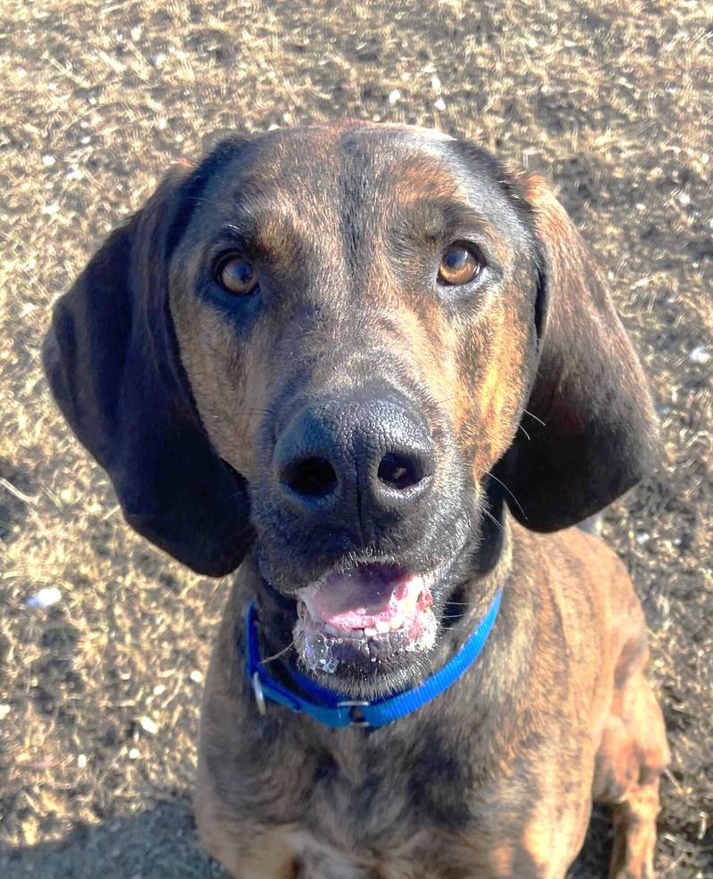 Bubba is Save-A-Pet's pet of the week for Jan. 30, 2025.