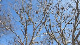 Lake County Forest Preserves to acquire rookery, important wetlands