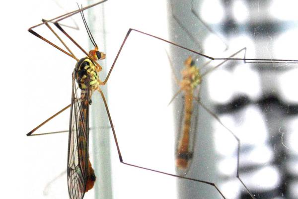 Illinois reports first case of West Nile virus in mosquitoes found near Rockford