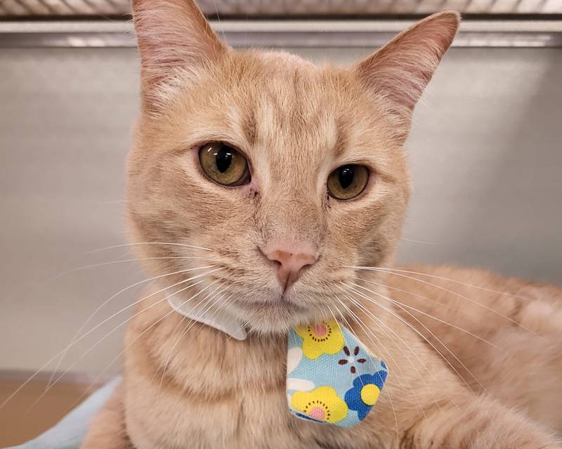Quaid is Save-A-Pet's pet of the week for Nov. 14, 2024.