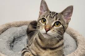 Sweet kitten ready to charm forever family