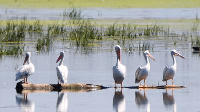See pelicans up close while enjoying games, food trucks and more at Four Rivers in Channahon 