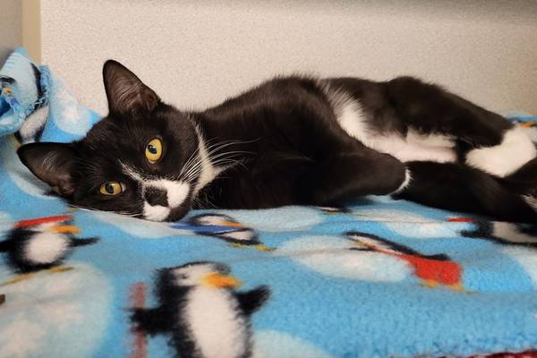 Adorable kitten seeks family, friends to snuggle with