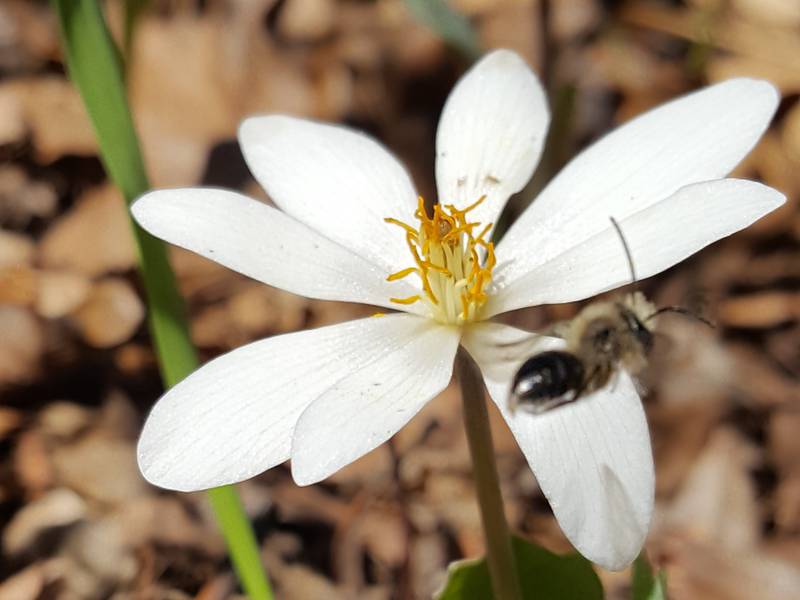 People can observe a wide variety of native bees without fear of being stung. Area bee expert Terry Miesle identified this species as a male Andrenid by noting its "long antennae, big eyes and that magnificent mustache."