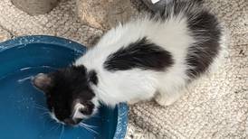 Kendall County Animal Control takes in 77 cats from hoarding case